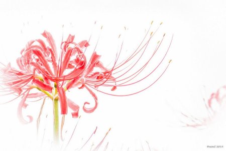 Lycoris Radiata рисунок