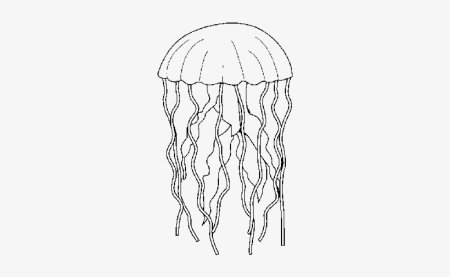 Медуза рисунок для детей карандашом