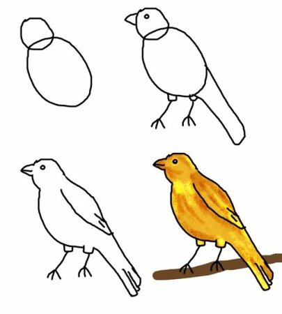 Рисование птиц для детей