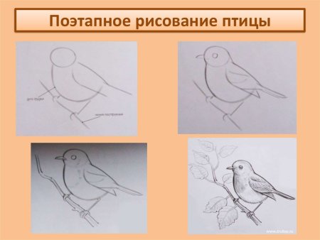 Уроки рисования птиц