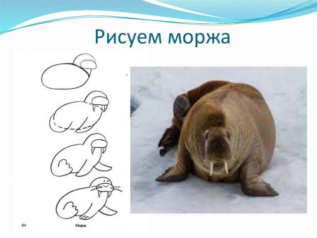 Схема рисования моржа
