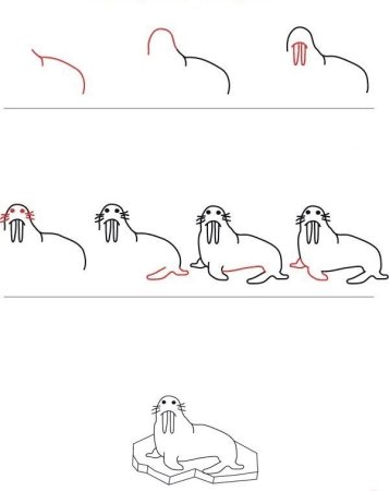 Как нарисовать моржа