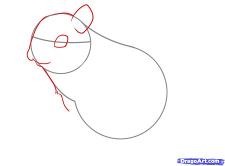 Поэтапное рисование бурундука