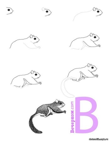 Как рисовать белку летягу