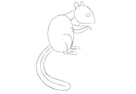 Рисунок бурундука для срисовки