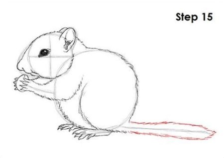 Бурундук рисунок легкий