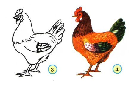 Яйцо цыпленок курица