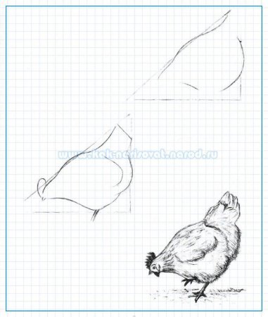 Рисование курица с цыплятами в старшей группе поэтапное