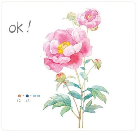 Пошаговая инструкция рисования пиона