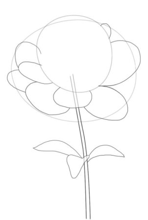 Поэтапное рисование пионов