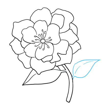 Пион для срисовки для детей