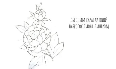Поэтапный рисунок пиона для начинающих легко