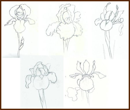 Поэтапное рисование ириса