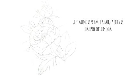 Пионы рисунок карандашом поэтапно
