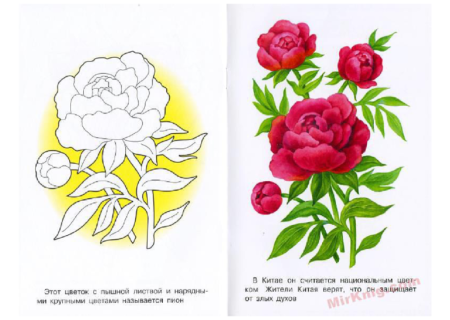 Пионы рисование для детей