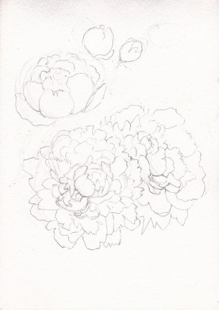 Пион карандашом для начинающих