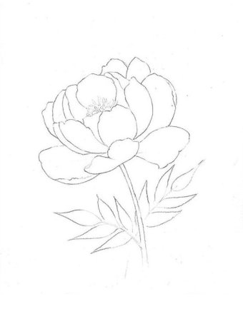 Пион карандашом для начинающих