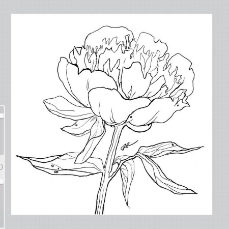 Пион карандашом для начинающих