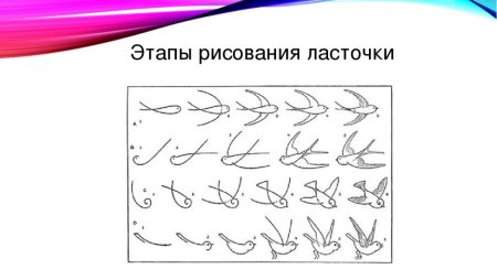 Этапы рисования ласточки