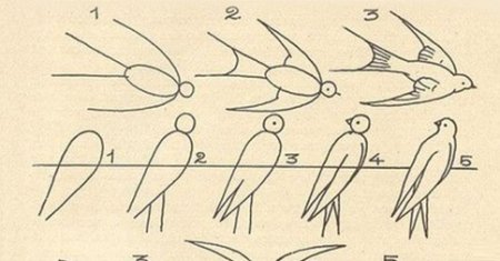 Поэтапное рисование ласточки