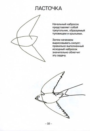 Поэтапное рисование ласточки