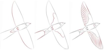 Поэтапное рисование ласточки