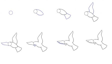 Поэтапное рисование птица в полете