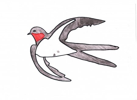 Ласточка фото птицы