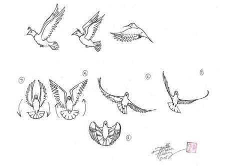 Птица в полете поэтапно