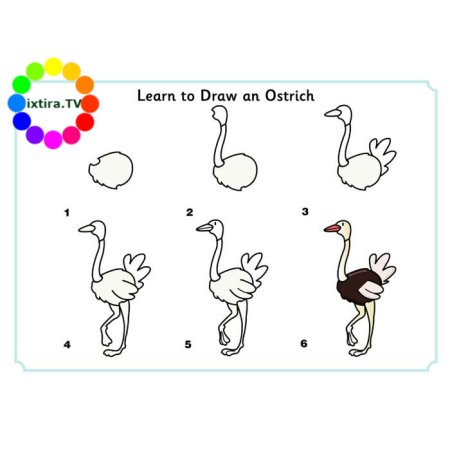 Поэтапное рисование страуса