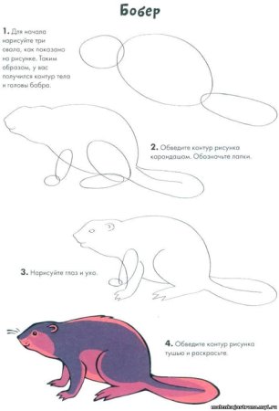 Нарисовать бобра поэтапно