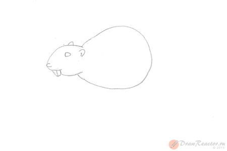 Пошаговое рисование бобра