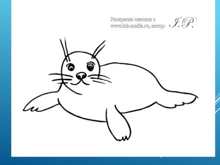 Тюлень рисунок 1 класс