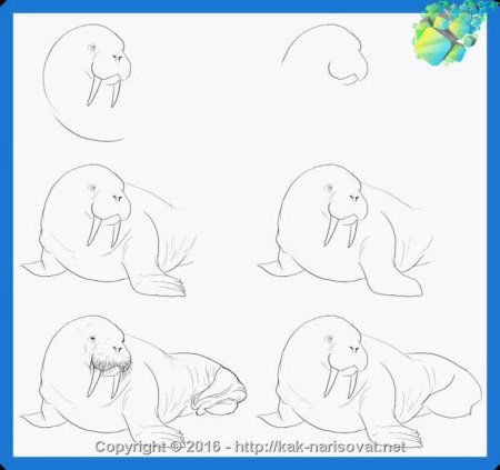 Поэтапный рисунок морж