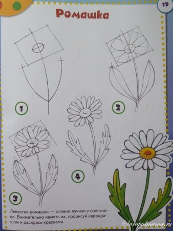 Схема рисования ромашки