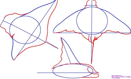 Нарисовать ската пошагово