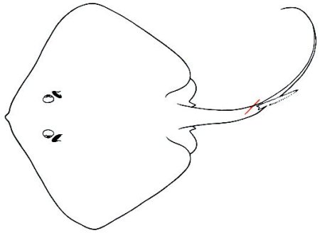 Электрический Скат раскраска