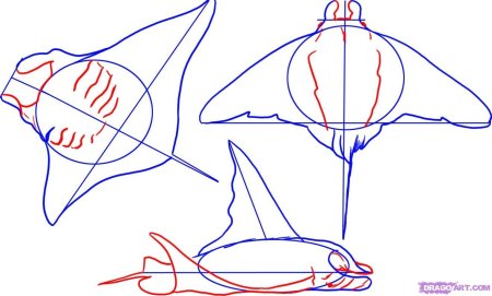 Скат поэтапное рисование