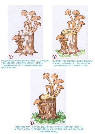 Годовые кольца на пнях деревьев расположены гуще с Северной стороны.
