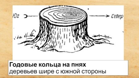 Пенек для колобка