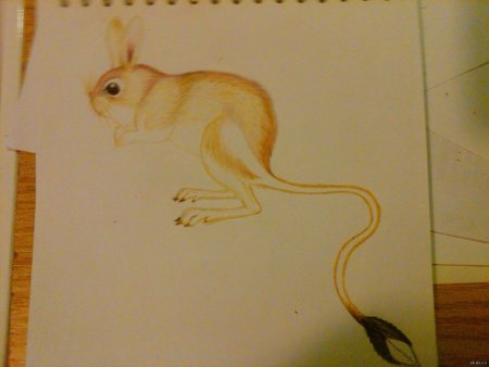 Тушканчик рисунок