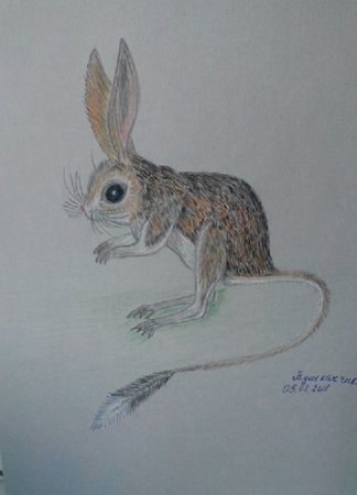 Мохноногий тушканчик раскраска