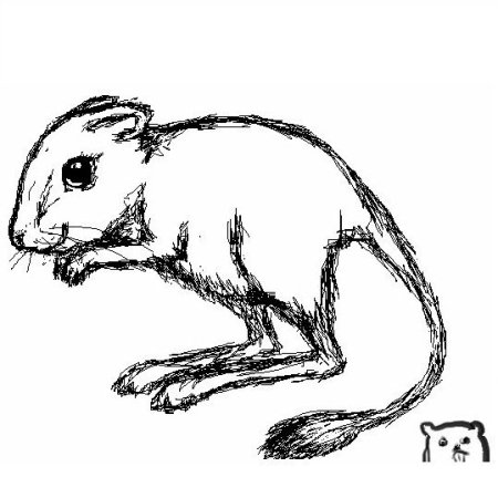 Поэтапное рисование морской свинки