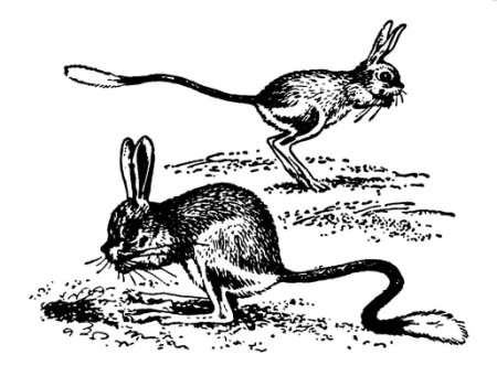 Песчанка рисунок