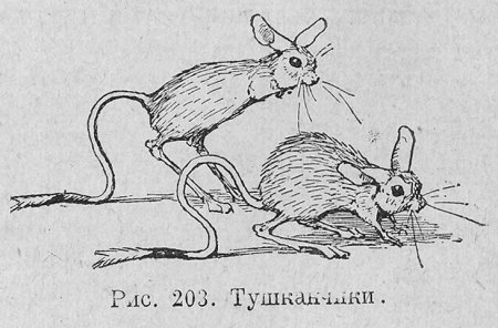 Мохноногий тушканчик раскраска