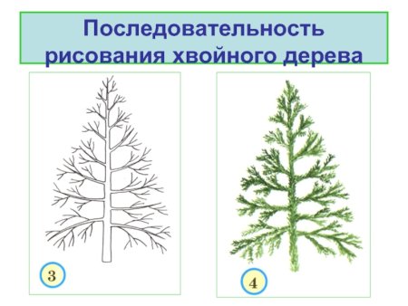 Рисование деревьев разных пород