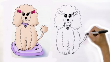 Рисование пуделя для детей