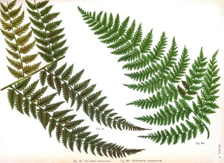Cyathea spinulosa