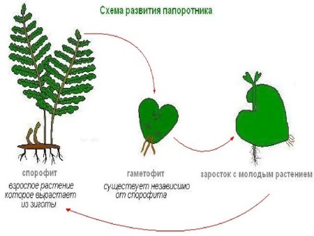 Гаплоидный гаметофит
