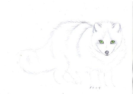 Поэтапное рисование песца